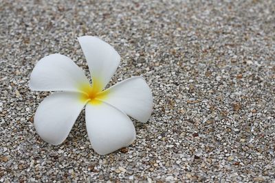 Beautiful frangipani or plumeria flowers on the concrete floor in the garden.