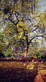 Trees in park during autumn