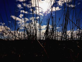 Close-up of silhouette trees against sky