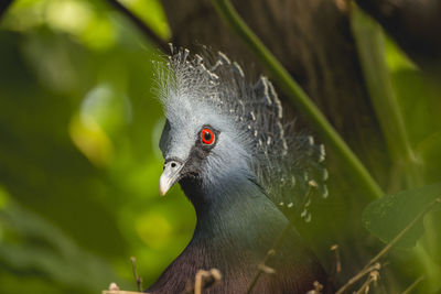 Close-up of pigeon