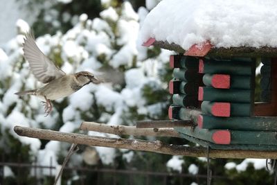 Bird flying over snow covered landscape