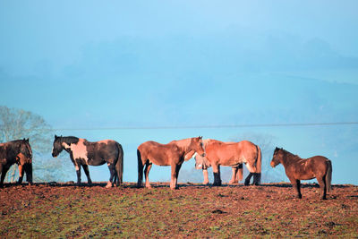 Horses standing on landscape against sky