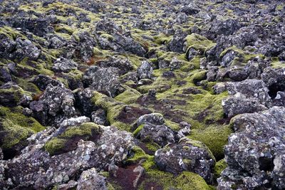 Moss growing on rock