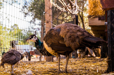 Close-up of birds