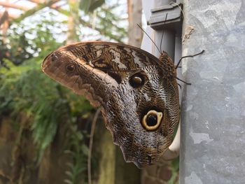 Close-up of bird perching outdoors