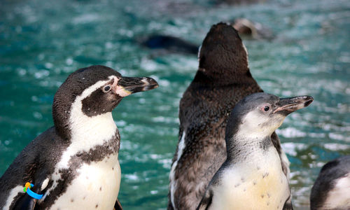 High angle view of penguin on water