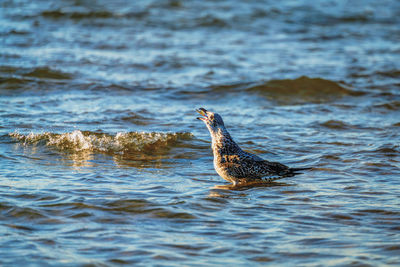 Close-up of duck swimming in sea