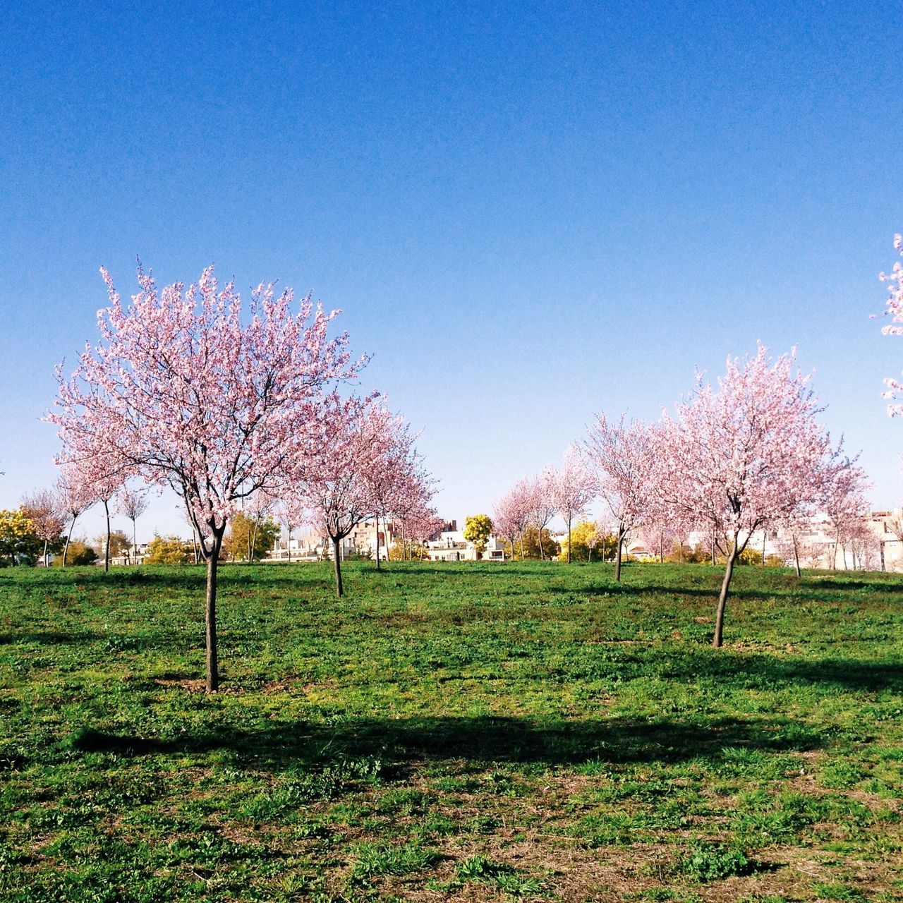 clear sky, grass, tree, field, blue, tranquility, tranquil scene, copy space, landscape, beauty in nature, grassy, nature, growth, scenics, bare tree, green color, branch, day, sunlight, outdoors