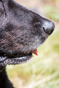 Close-up of a dog