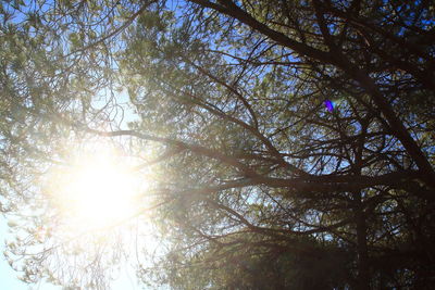 Low angle view of trees against clear sky