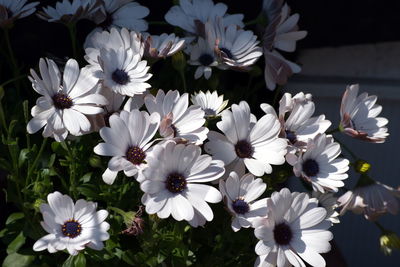 Close-up of white daisy flowers