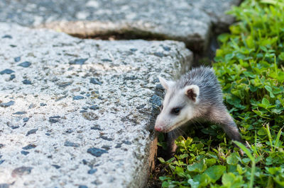 Baby opossum in my backyard