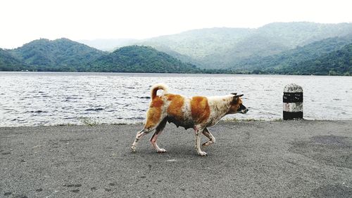 Dog on lake against mountain range
