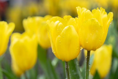 Close-up of wet yellow tulip