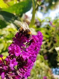 Close-up of bee pollinating on purple flower