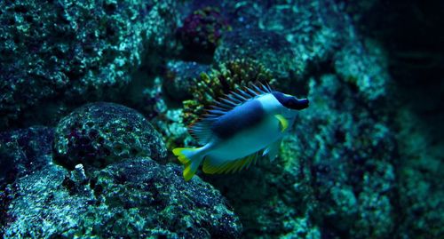 Fish swimming in sea