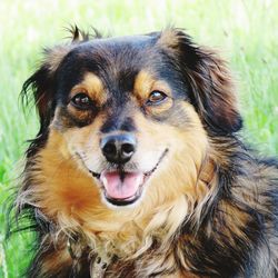 Close-up portrait of dog