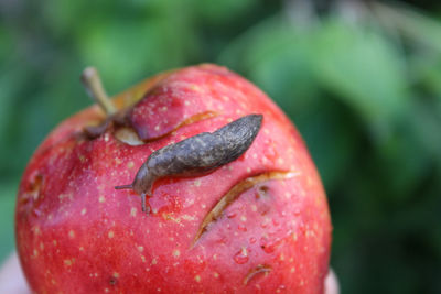 Slug crawling on overripe bruised apple.