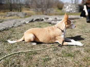 Side view of a dog lying on land