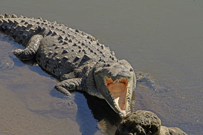 Looking into the mouth of a crocodile on the rio tarcoles in costa rica