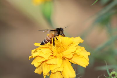 Close-up of bed on yellow marigold flower