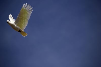 Low angle view of seagull flying in sky