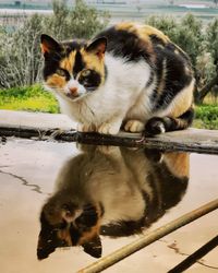 Cats in a lake