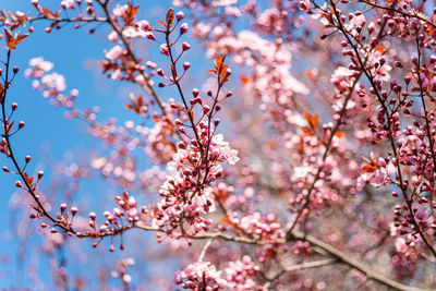 Low angle view of cherry blossom against sky