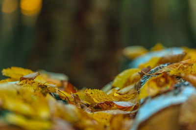 Close-up of yellow maple leaves