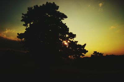 Silhouette of trees at sunset