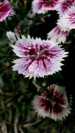 Close-up of pink flowers