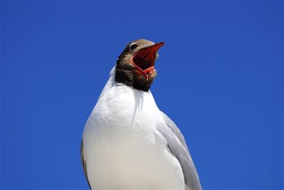 Low angle view of black-headed gull against clear blue sky