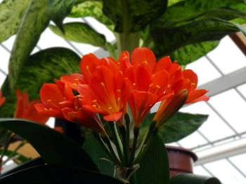 Close-up of red flowering plant