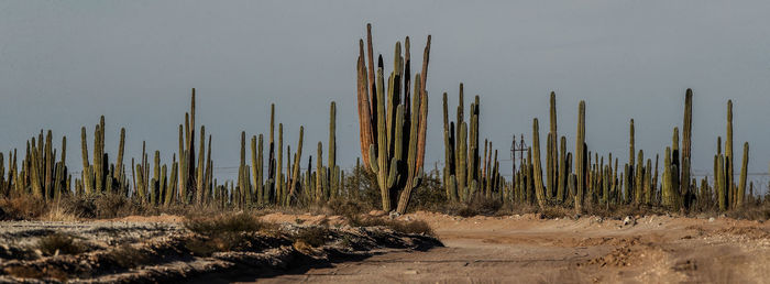 Cactus growing on field against sky