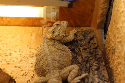 Close-up of a lizard