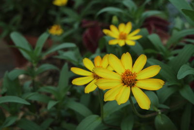 Close-up of yellow flowering plants