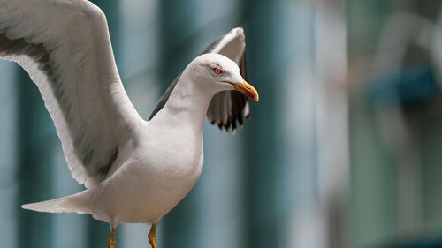 A seagull stretching out its wings in preparation for flight