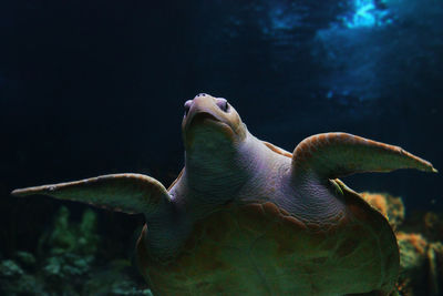 Close-up of turtle swimming in water