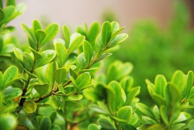 Close-up of green leaves on plant