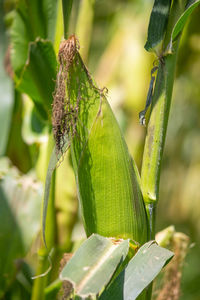 Close-up of insect on plant
