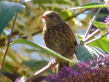 Close-up of bird perching on branch