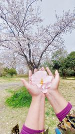 Low section of person holding cherry blossoms in spring