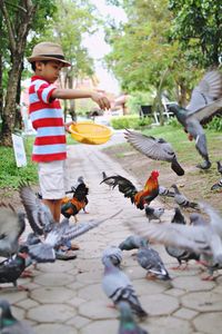 Full length of boy feeding birds