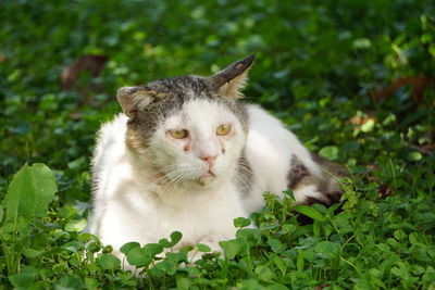 Close-up portrait of a cat