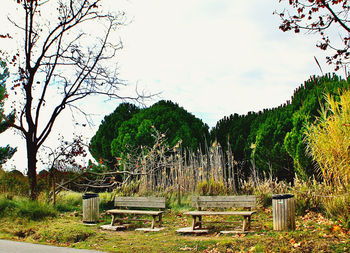 Plants and trees in cemetery against sky