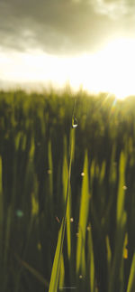 Close-up of grass on field against sky