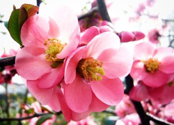 Close-up of pink flower blooming