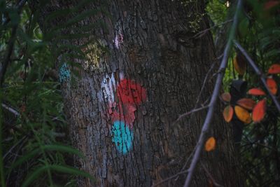 Close-up of fruits growing on tree trunk