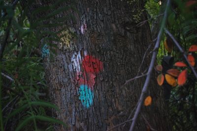 Close-up of fruits growing on tree trunk