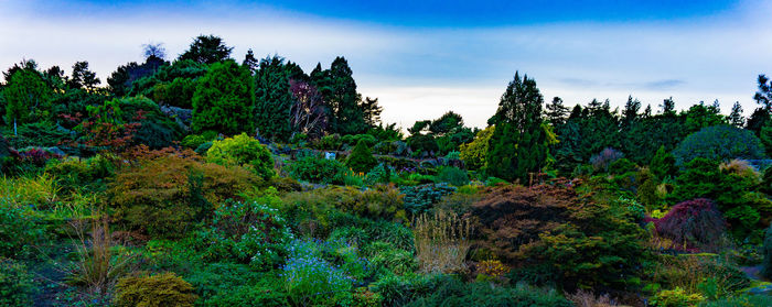 Plants and trees against sky